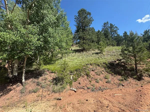 a view of a yard with plants and a tree