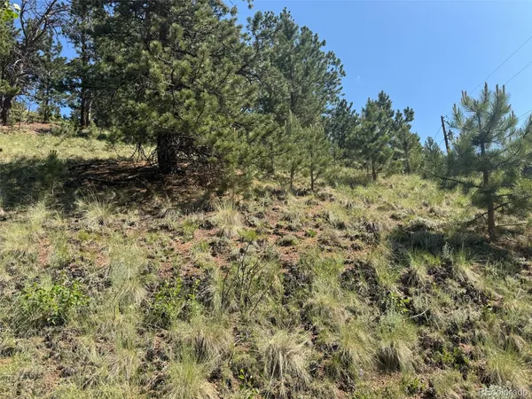 a view of a yard with plants and trees