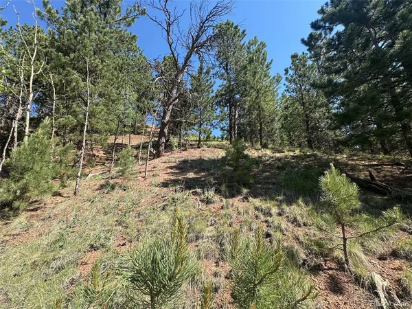a view of a yard with plants and trees