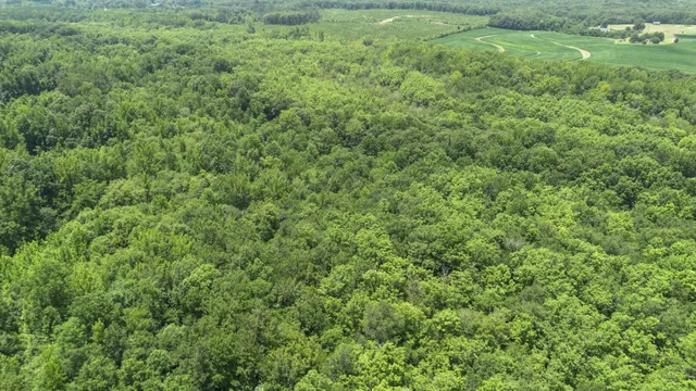 a view of a big yard with plants and large trees