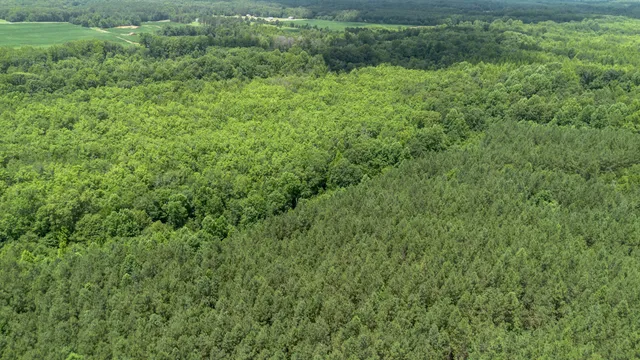 a view of a big yard with plants and large trees