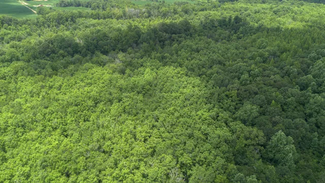 a view of a lush green forest with lots of trees