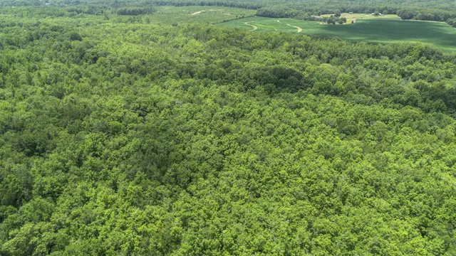 a view of a lush green space