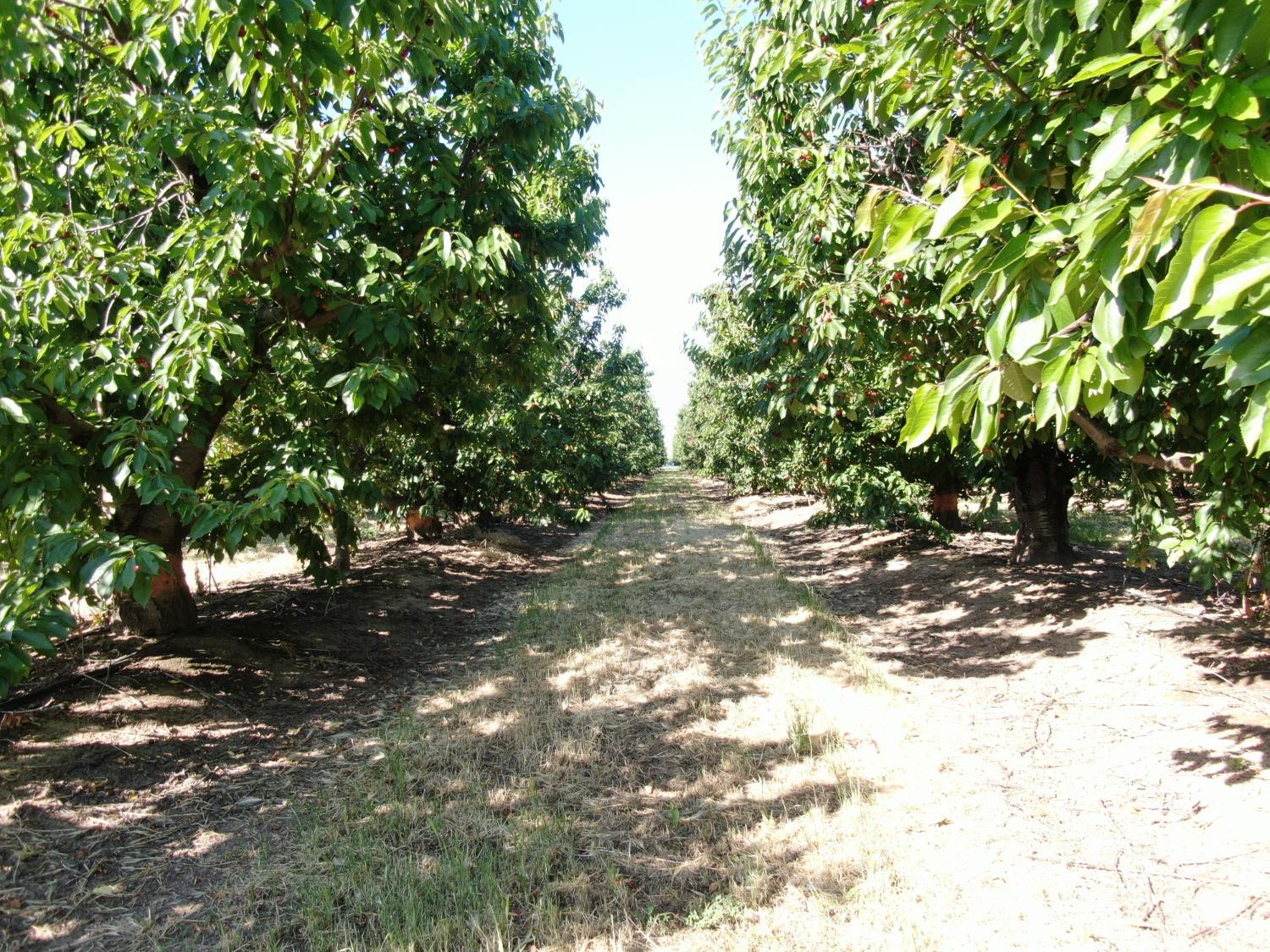 21167 North Tretheway Road Acampo, CA 95220 - Photo 3 of 6 a view of tree