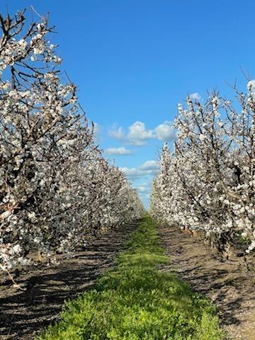 21167 North Tretheway Road Acampo, CA 95220 - Photo 5 of 6 a view of a large building with large trees