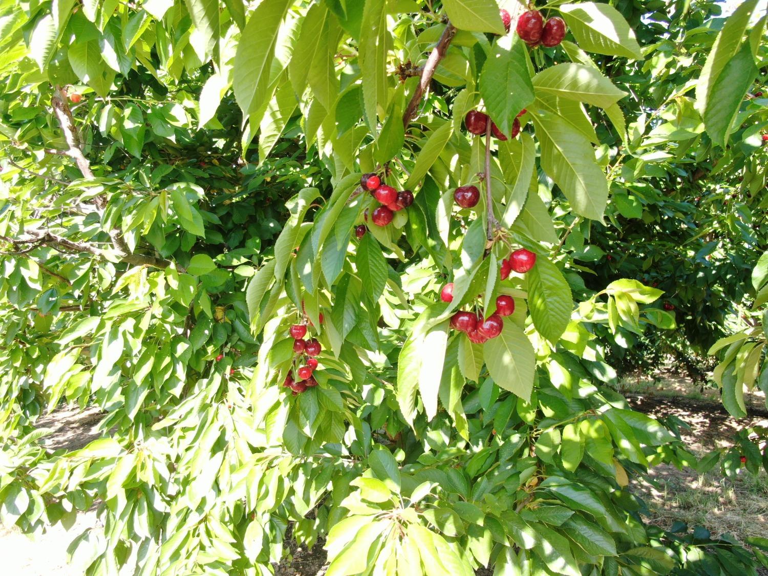 21167 North Tretheway Road Acampo, CA 95220 - Photo 6 of 6