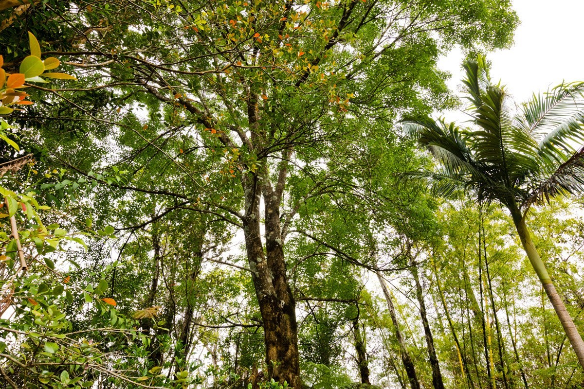 11-2972 Alii Papa Street Volcano, HI 96771 - Photo 12 of 13 a view of a tree