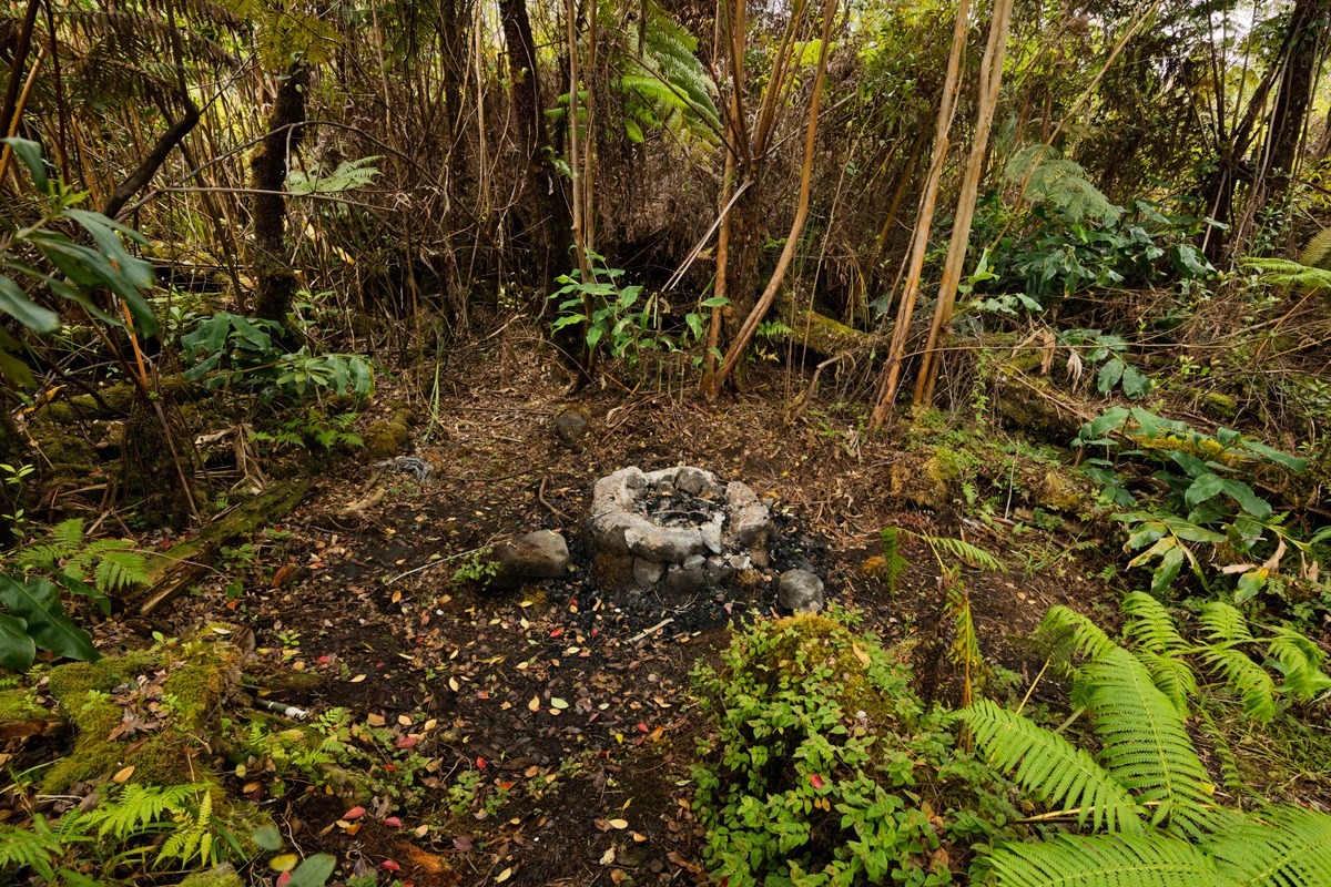 11-2972 Alii Papa Street Volcano, HI 96771 - Photo 13 of 13 a view of a plants of house