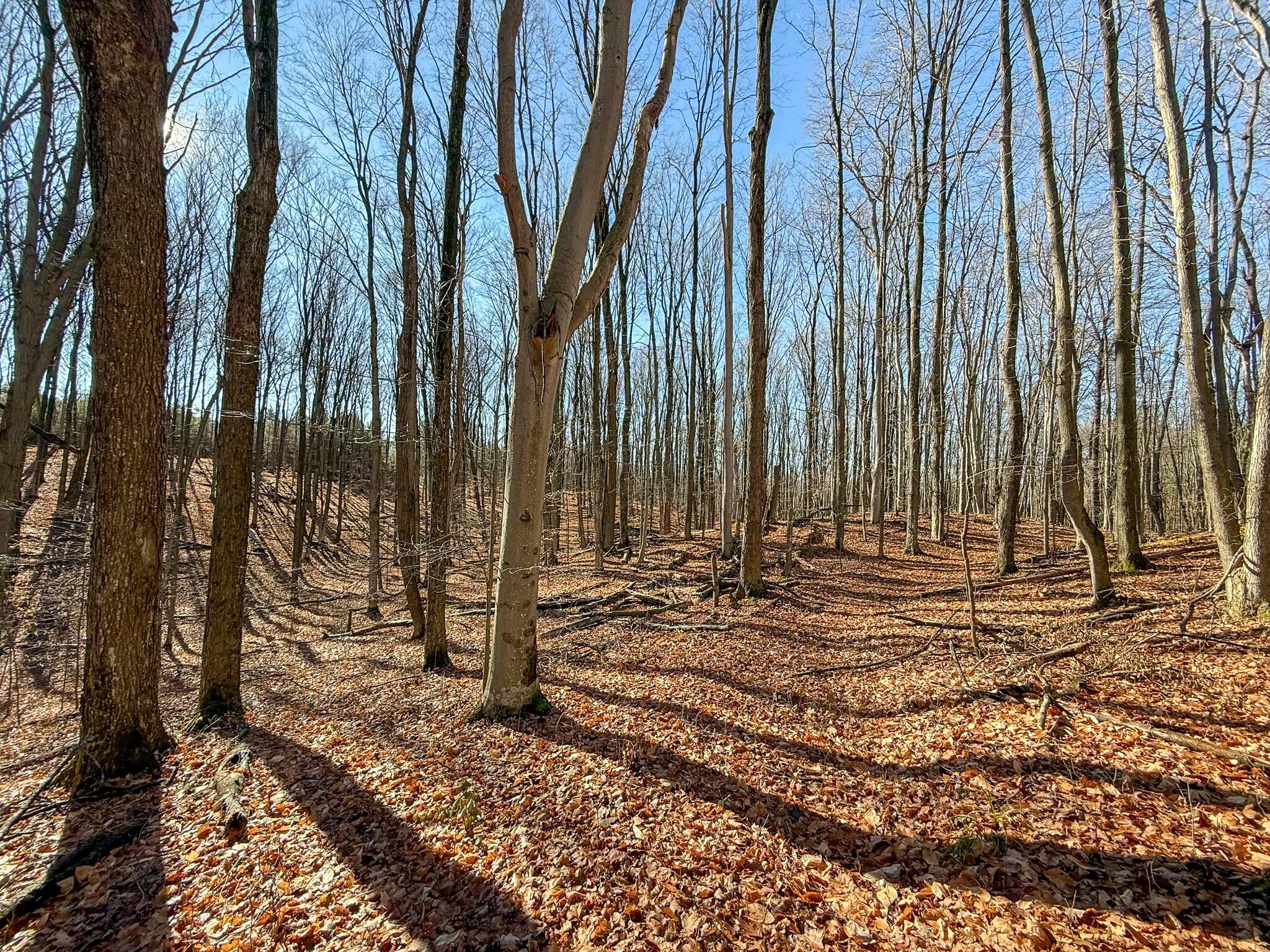 76 East 22 Road Manton, MI 49663 - Photo 45 of 60 tempImagebO1iyg