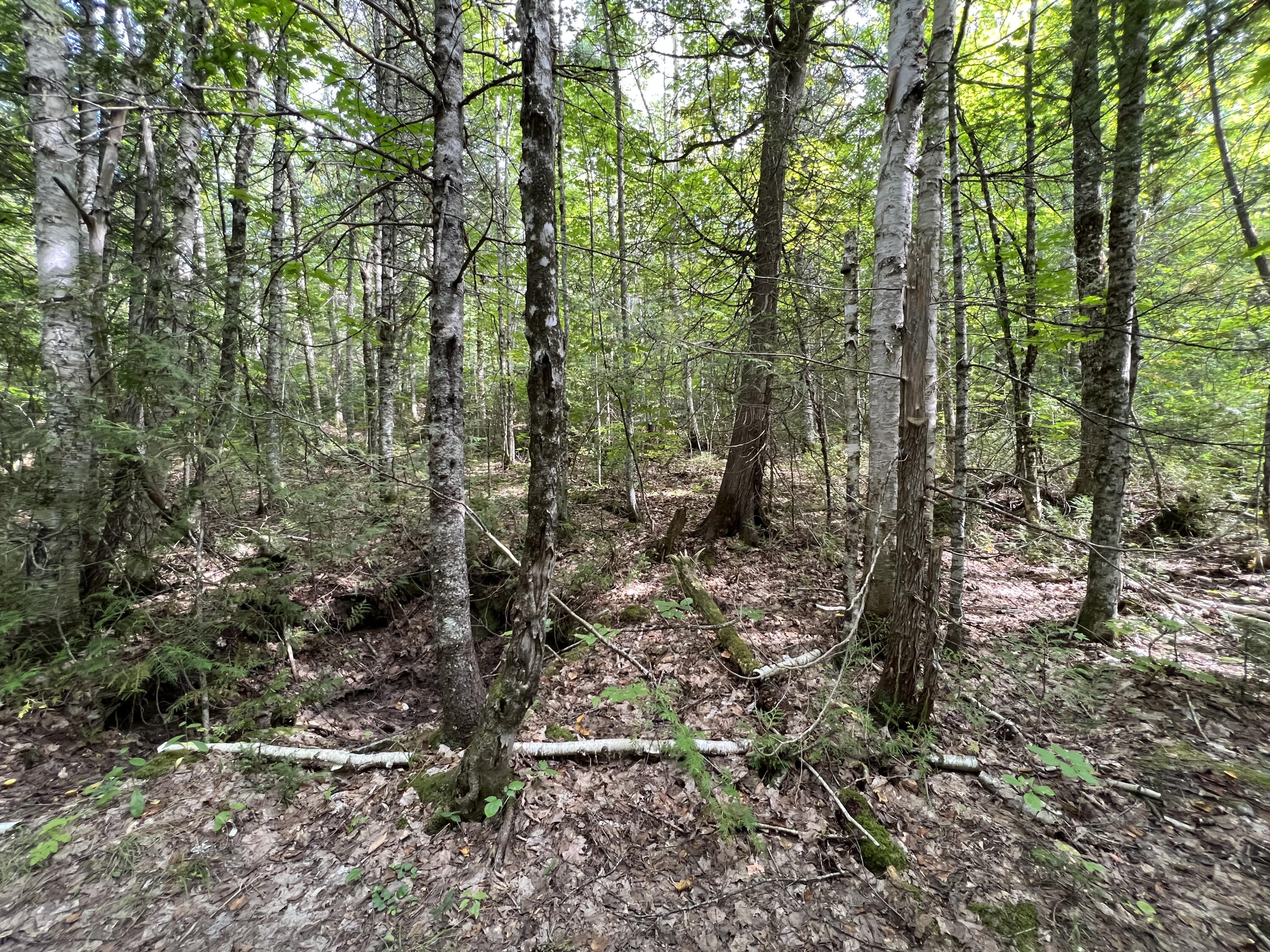 Off Mill Hill Road Springfield, ME 04487 - Photo 18 of 25 54E7DAAB-20C2-48F4-B035-A2B75BE1EDC1