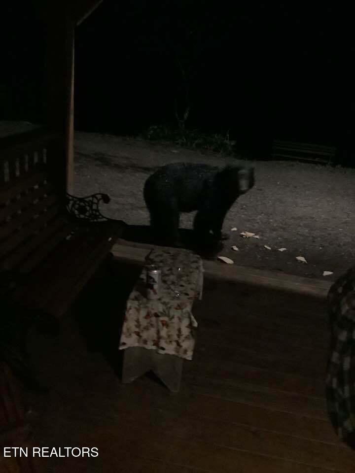 3017 Walters Way Sevierville, TN 37862 - Photo 49 of 52 bears2