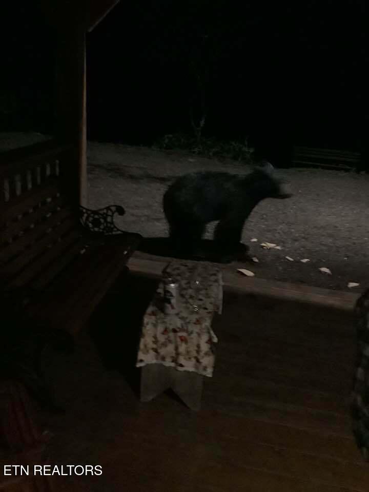 3017 Walters Way Sevierville, TN 37862 - Photo 50 of 52 bears3017walters