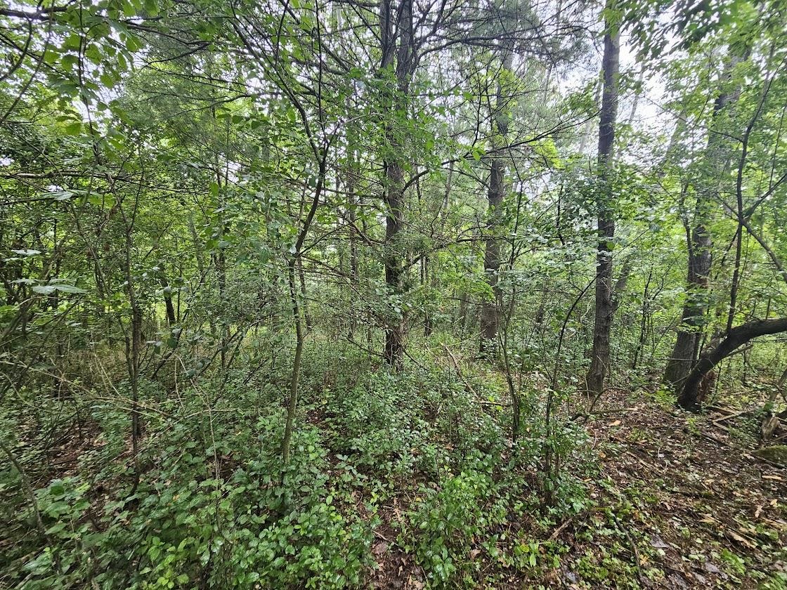 High Road, Unit 40 Wild Rose, WI 54984 - Photo 2 of 7