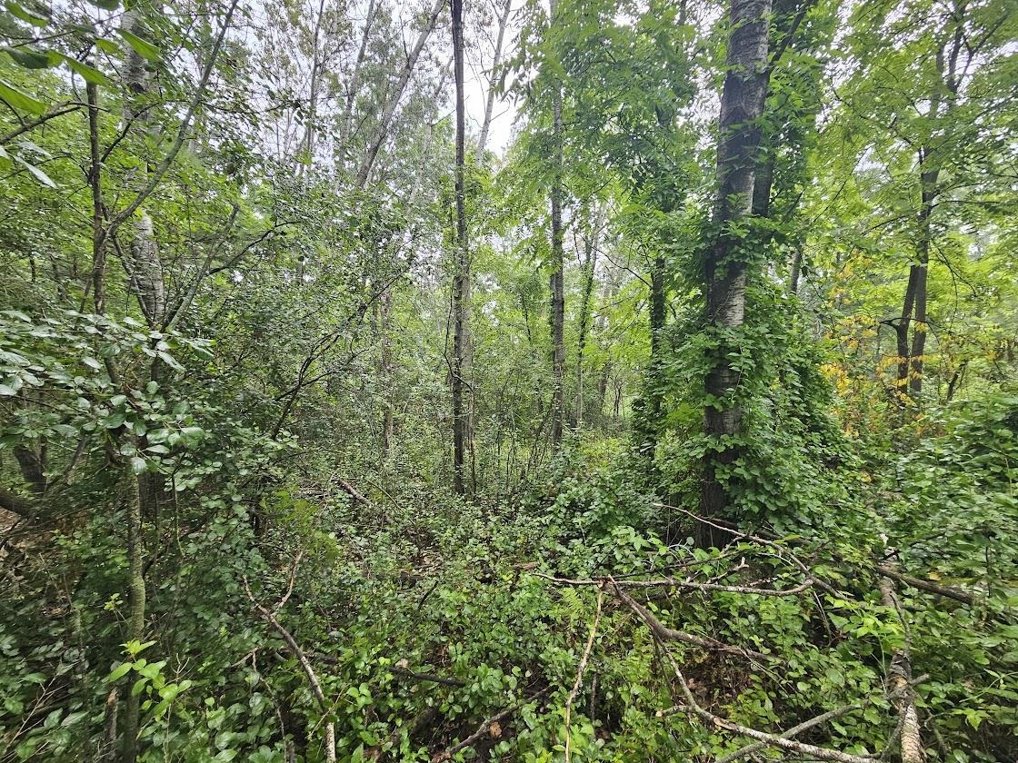 High Road, Unit 40 Wild Rose, WI 54984 - Photo 6 of 7