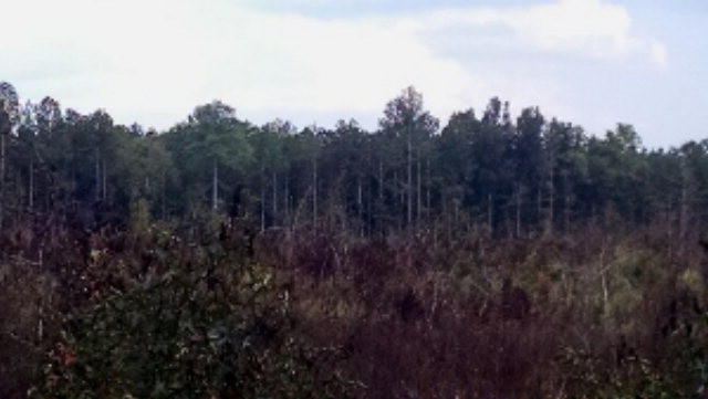 100 Green Pond Road Jackson, SC 29831 - Photo 1 of 1 Gallery Image 1