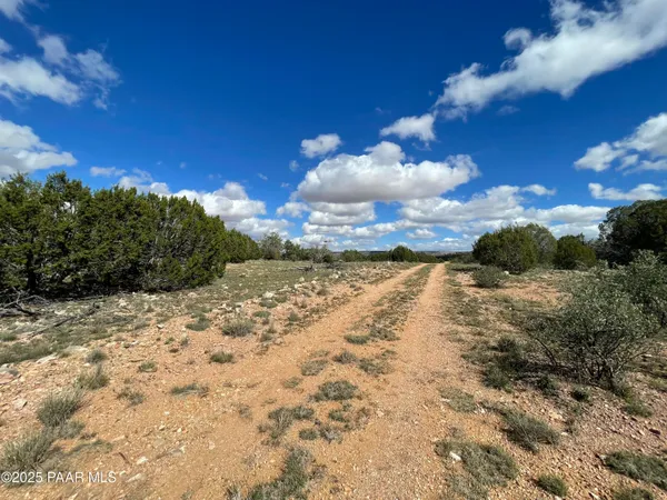 a view of a dry yard with lots of trees
