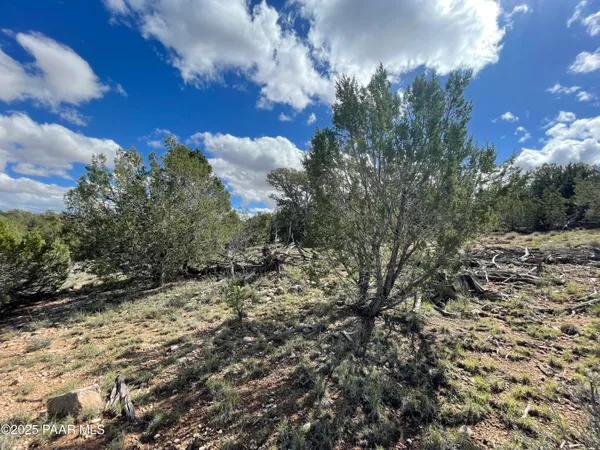 a view of a yard with lots of bushes