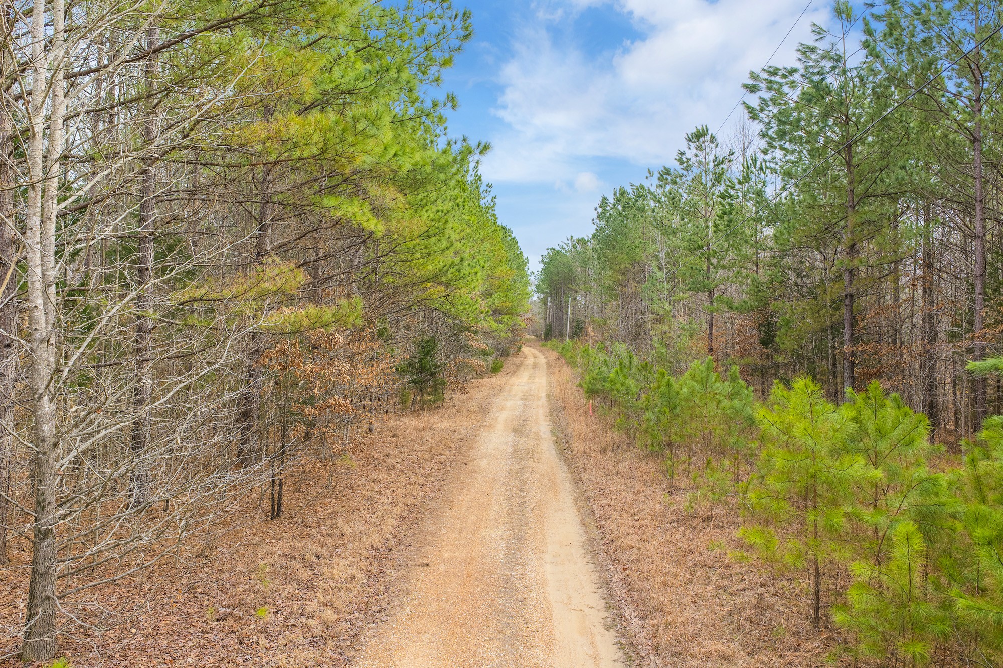 a view of a pathway both side of yard