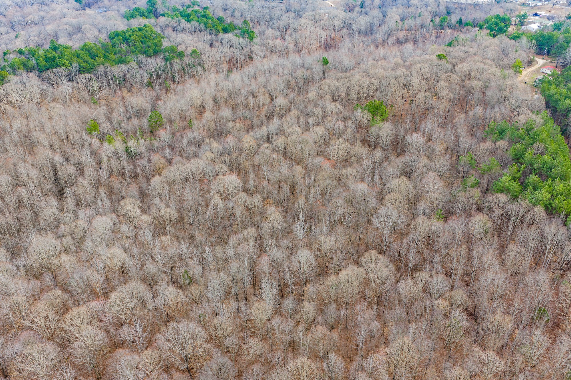 0 Kehrer Lane Huntingdon, TN 38344 - Photo 12 of 23 a view of a dry yard
