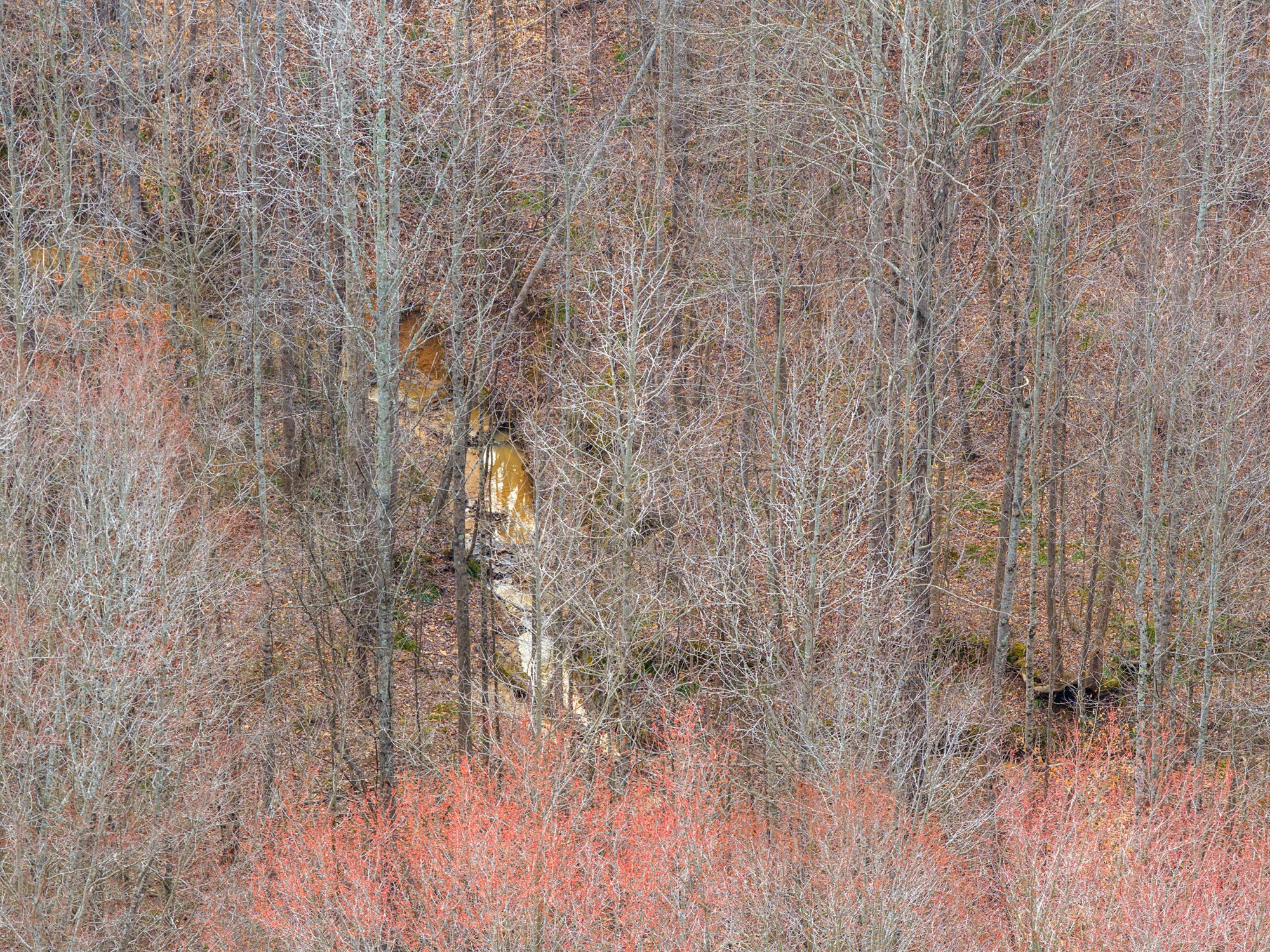 0 Kehrer Lane Huntingdon, TN 38344 - Photo 14 of 23 a close up of a plant in a field