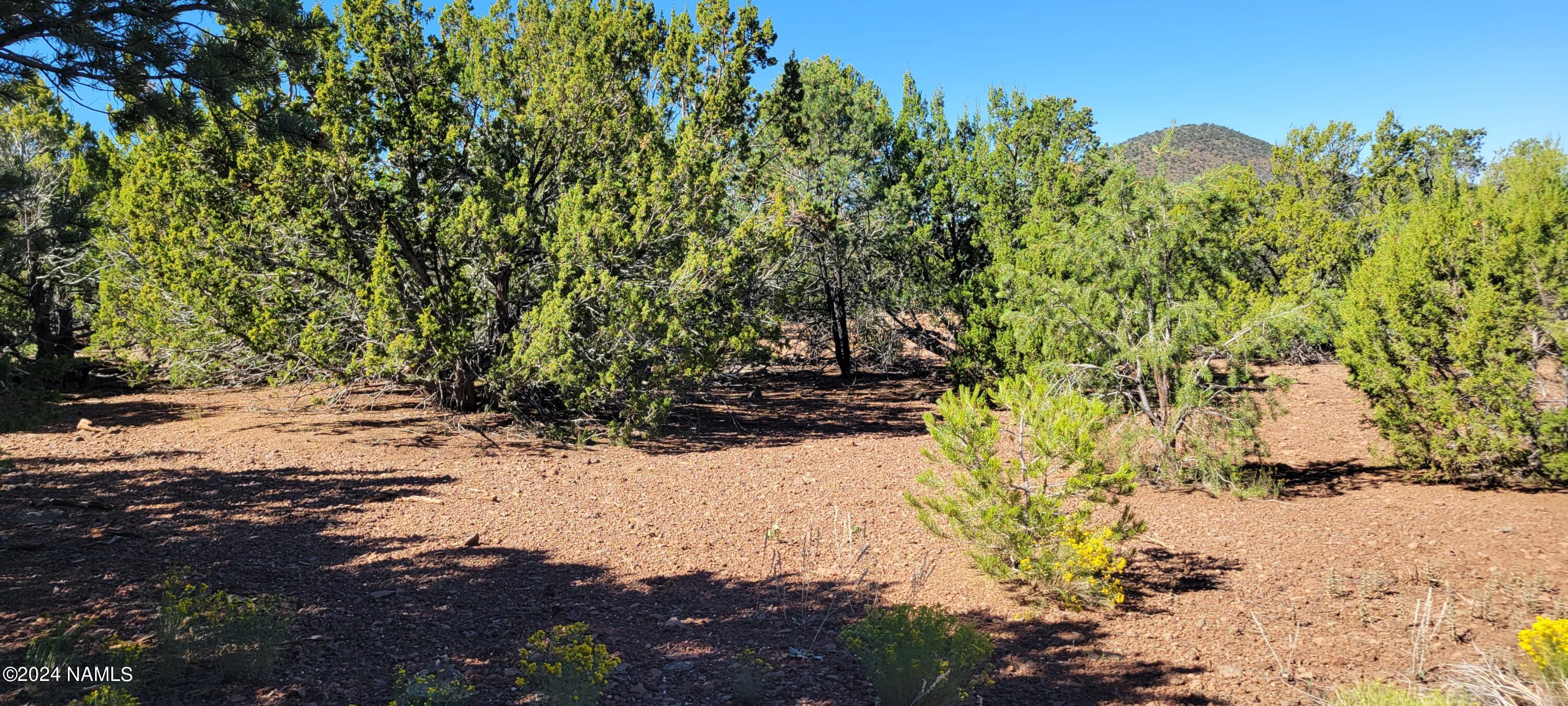 2432 East Fir Road Williams, AZ 86046 - Photo 13 of 14 a view of a yard with trees