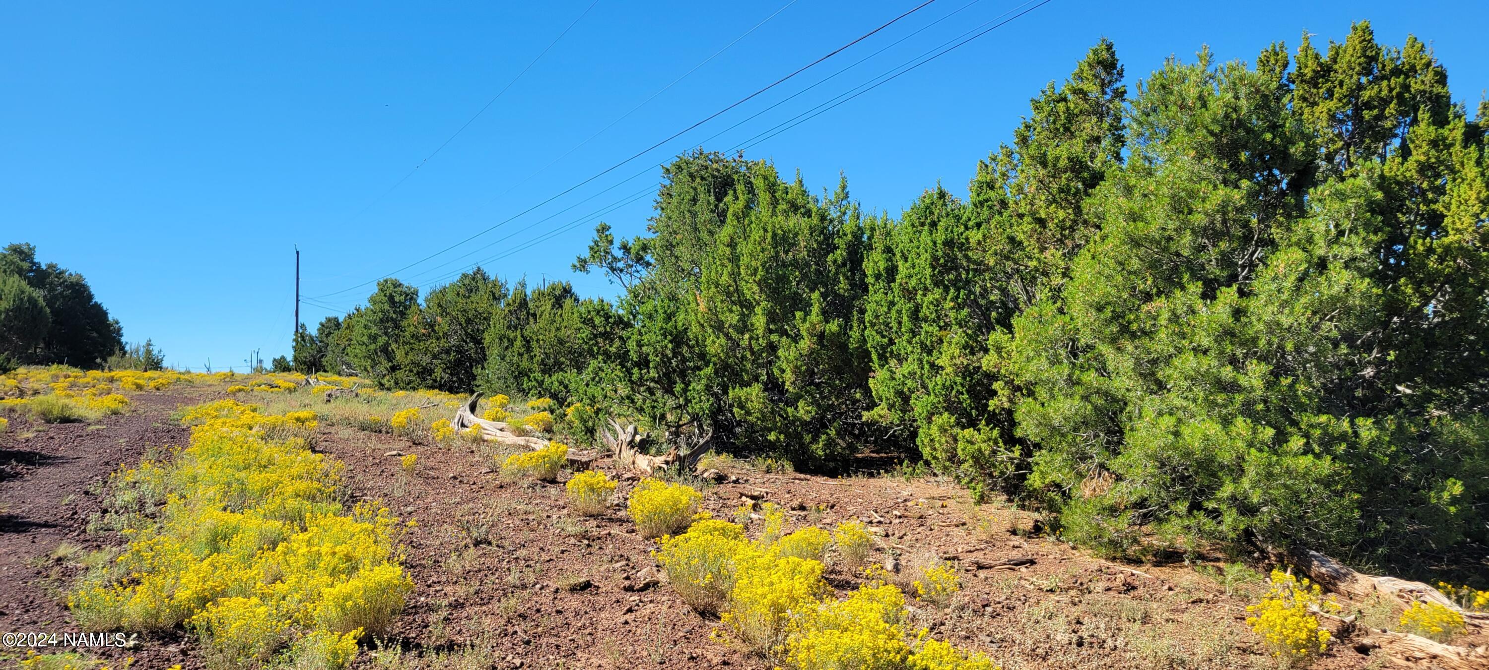 2432 East Fir Road Williams, AZ 86046 - Photo 2 of 14 a view of a yard with a tree