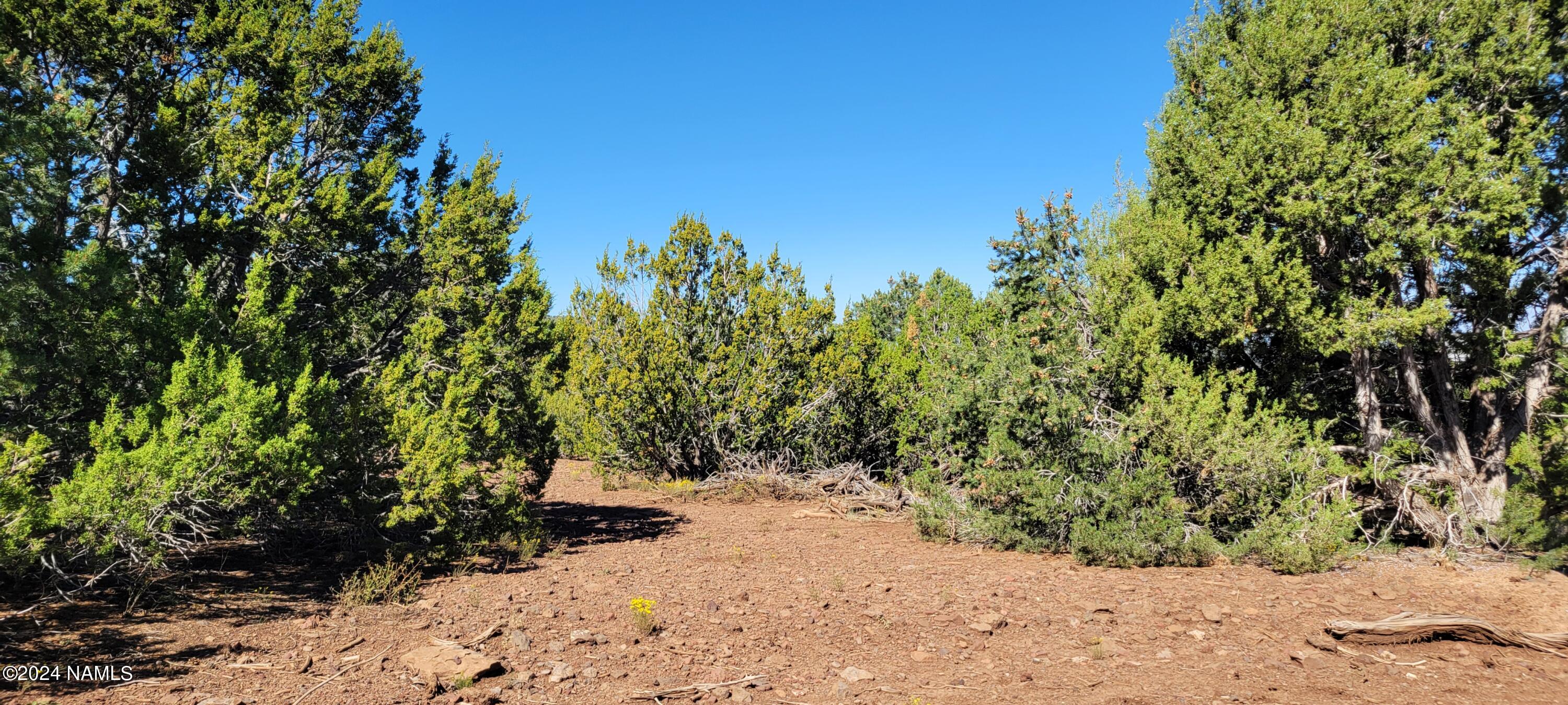 2432 East Fir Road Williams, AZ 86046 - Photo 3 of 14 a view of outdoor space and trees