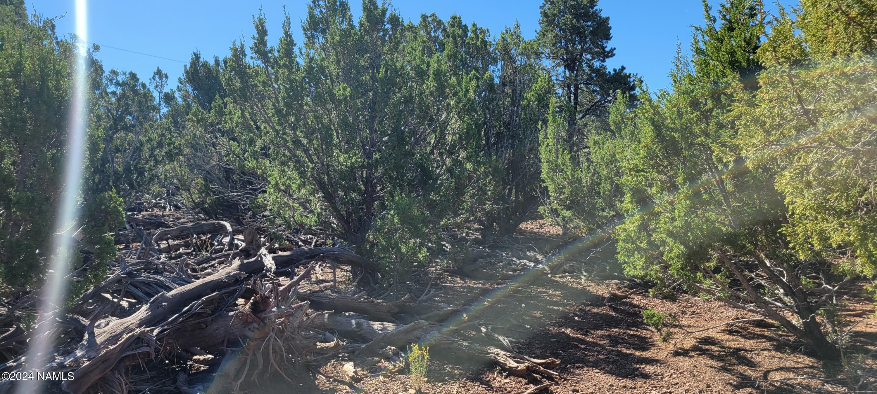 2432 East Fir Road Williams, AZ 86046 - Photo 8 of 14 a view of a forest with lots of trees