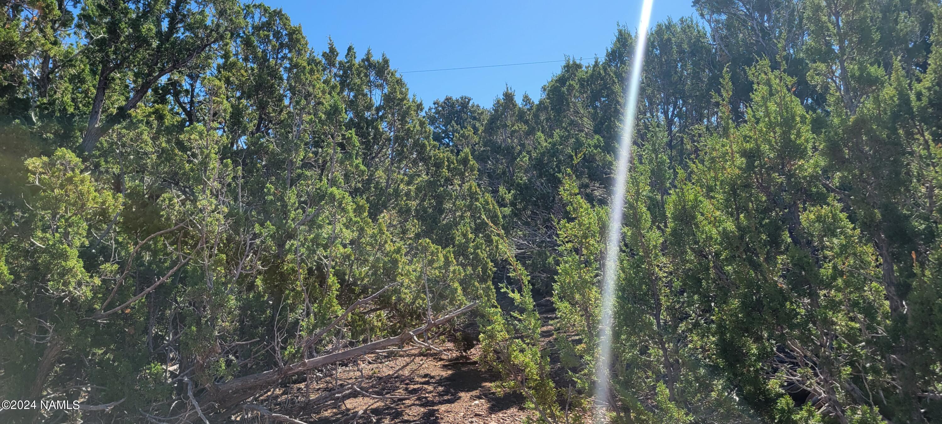 2432 East Fir Road Williams, AZ 86046 - Photo 9 of 14 a view of a forest with a tree