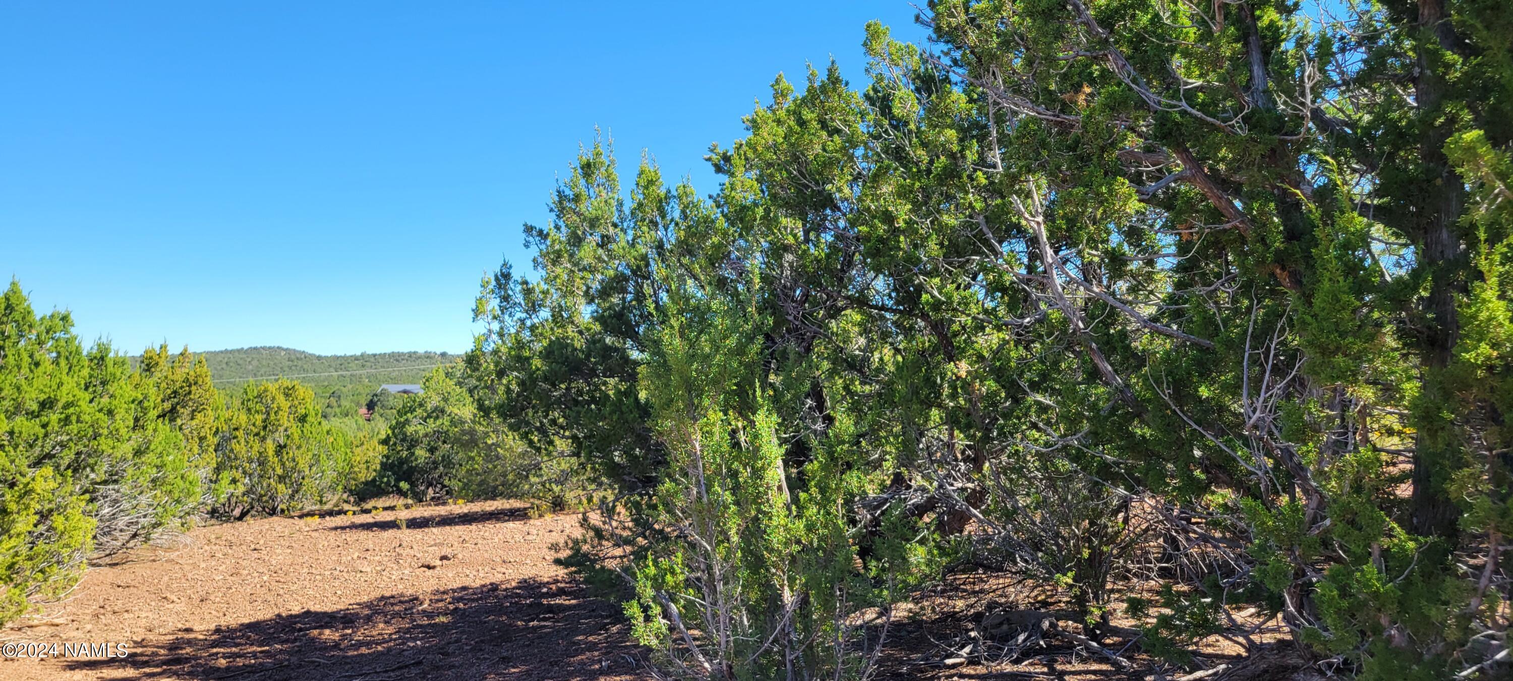 2432 East Fir Road Williams, AZ 86046 - Photo 10 of 14 a view of a yard with plants and a trees