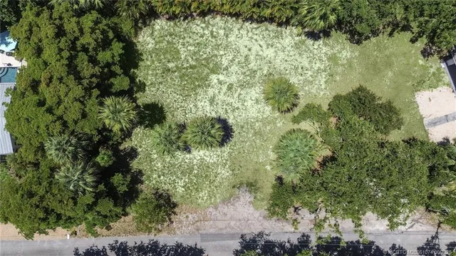 a view of a forest with a tree