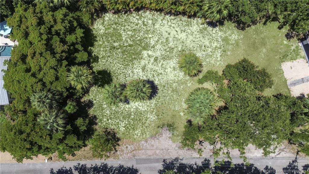 a view of a forest with a tree