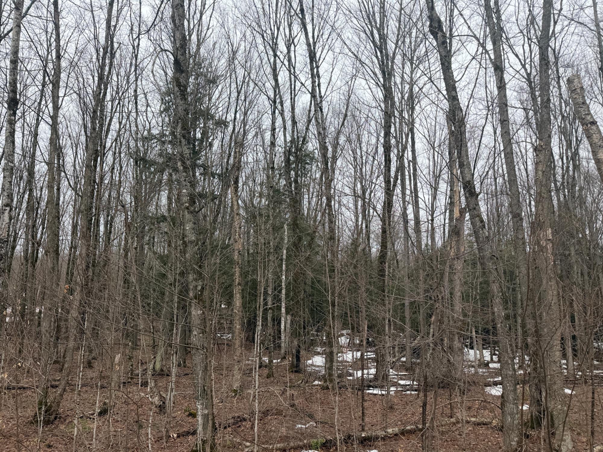 On On Chaney Lake Road, Unit 18 Wakefield, MI 49968 - Photo 11 of 41 Gallery Image 11