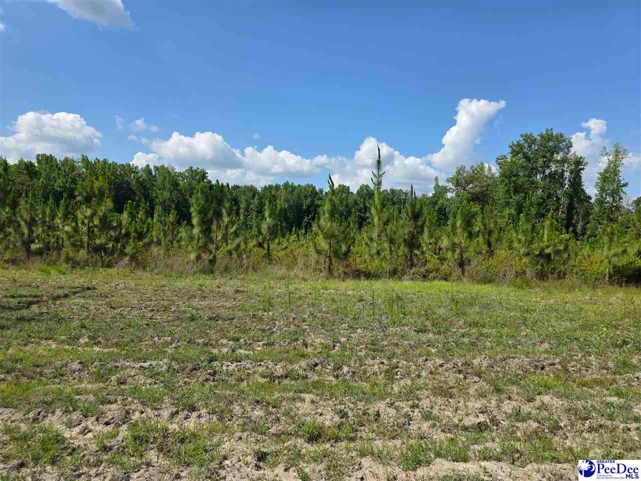 0 Hillian-Edwards Road Cheraw, SC 29520 - Photo 4 of 28 Gallery Image 4