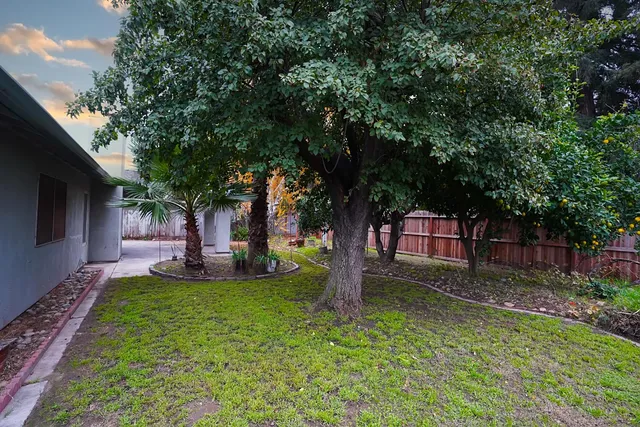 a view of a backyard with a tree