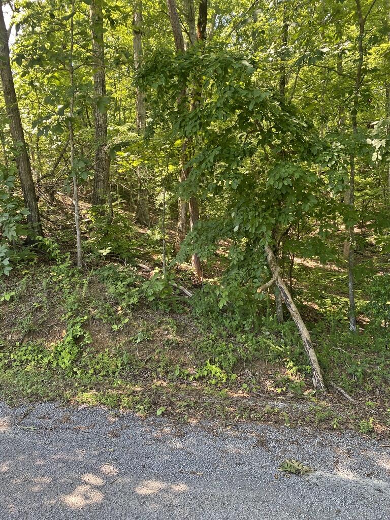 0 Randall Fugate Road, Unit 144 145 Spring City, TN 37381 - Photo 2 of 7 IMG_3034