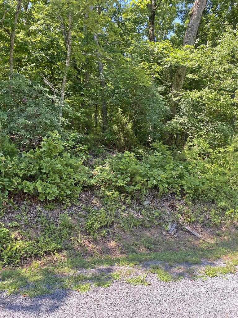 0 Randall Fugate Road, Unit 144 145 Spring City, TN 37381 - Photo 5 of 7 IMG_3037