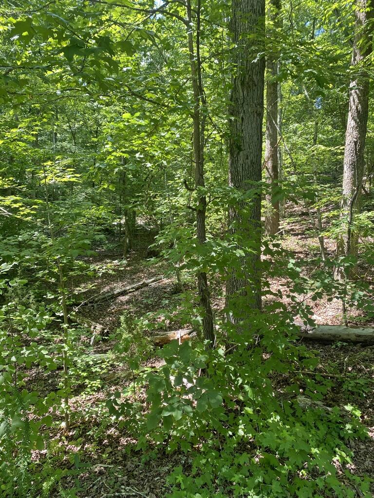 0 Randall Fugate Road, Unit 144 145 Spring City, TN 37381 - Photo 6 of 7 IMG_3038