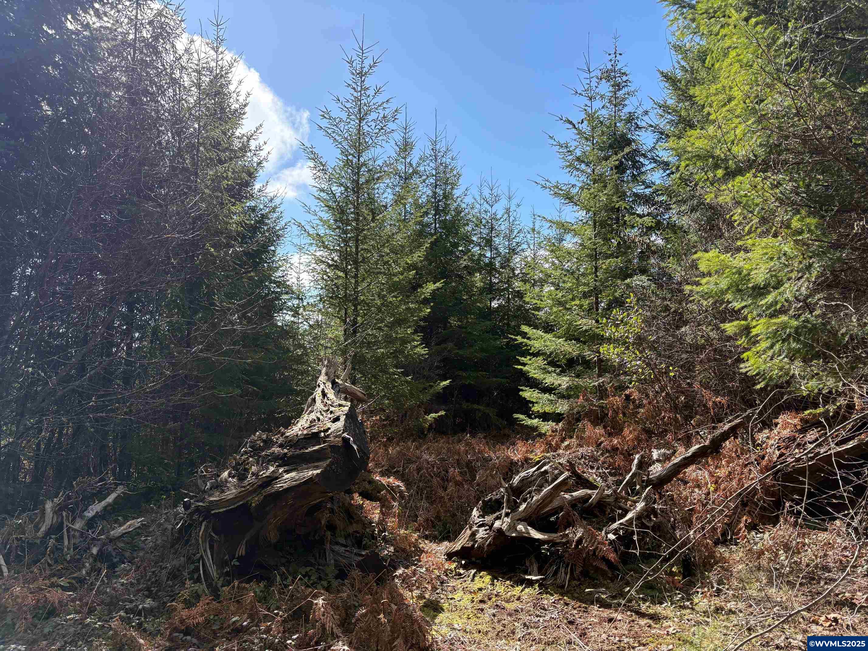 0 Boiler Creek Road Springfield, OR 97478 - Photo 10 of 26