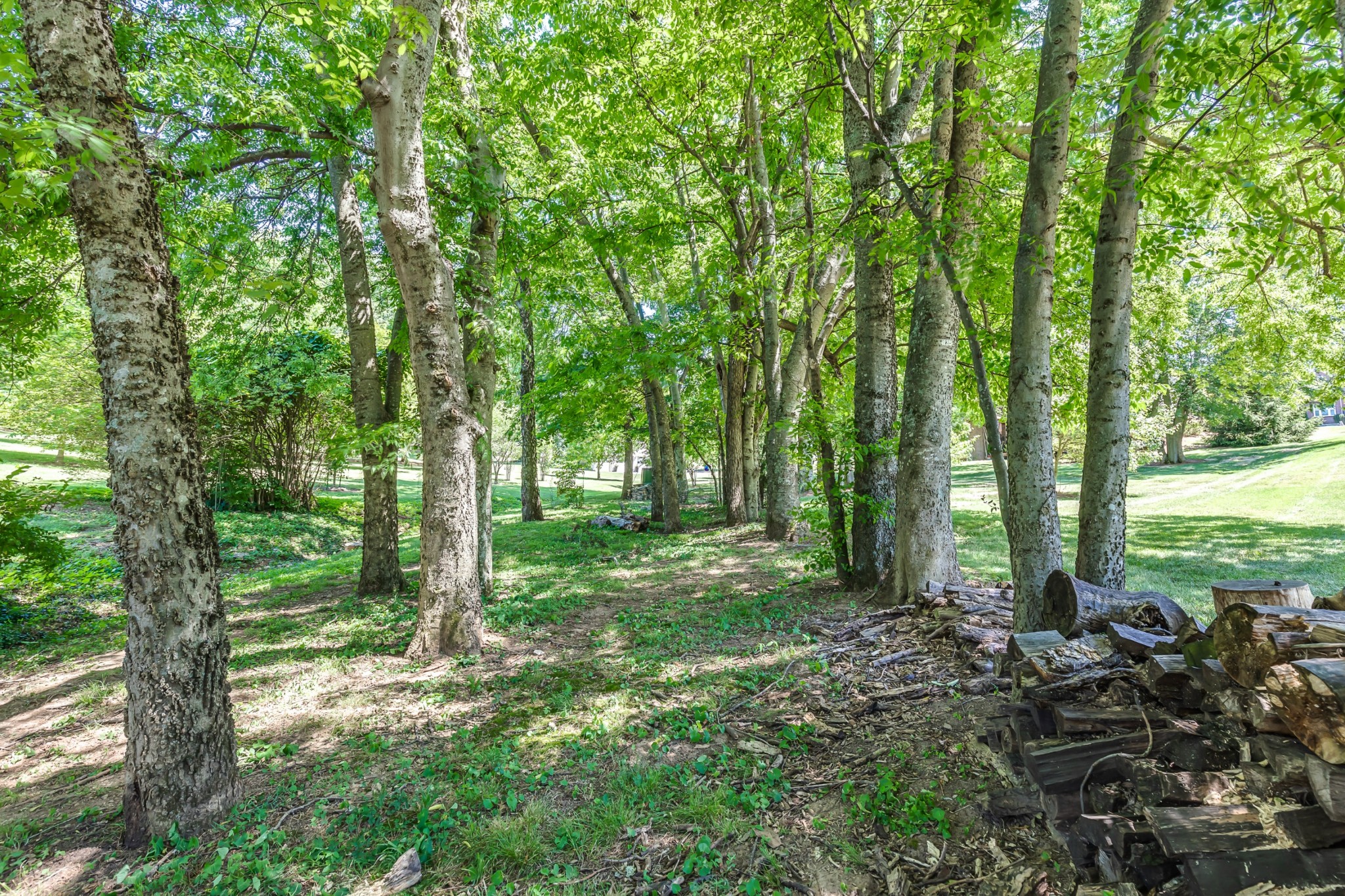 8204 Alamo Road Brentwood, TN 37027 - Photo 40 of 41 a view of a forest with trees