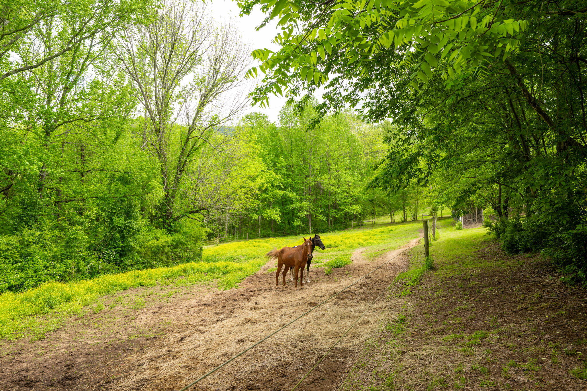 1628 Ketner Cove Road Whitwell, TN 37397 - Photo 42 of 69 60-web-or-mls-DSC_3954-102