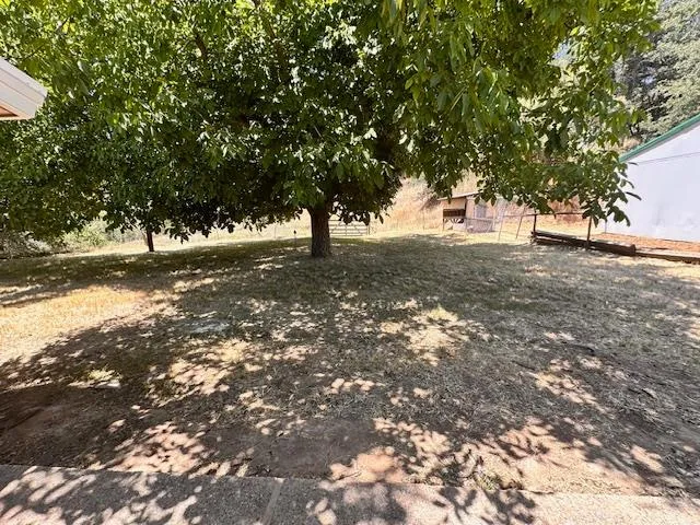 a view of a tree in the middle of a yard
