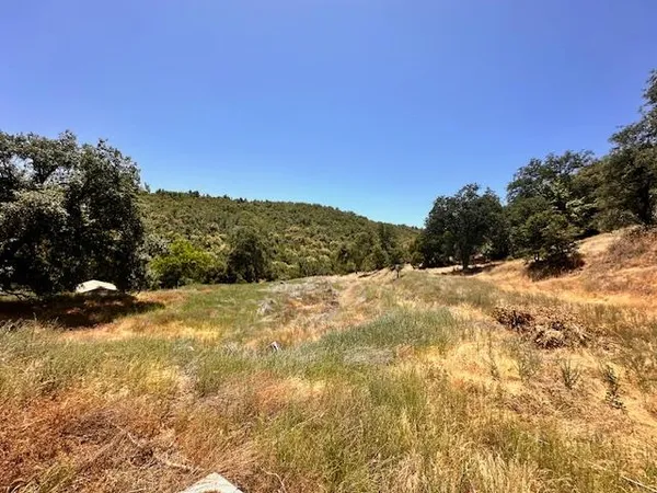 a view of a yard with a tree