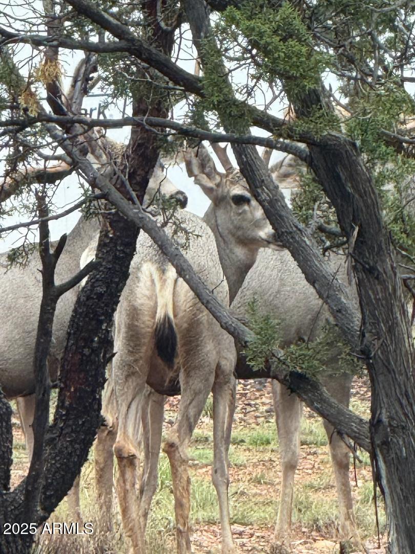 2761 Apollo Circle Overgaard, AZ 85933 - Photo 48 of 52 Wildlife1