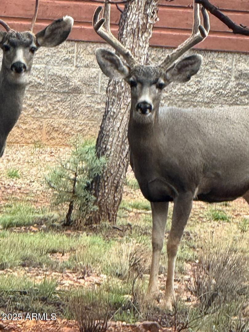 2761 Apollo Circle Overgaard, AZ 85933 - Photo 50 of 52 a view of water heater