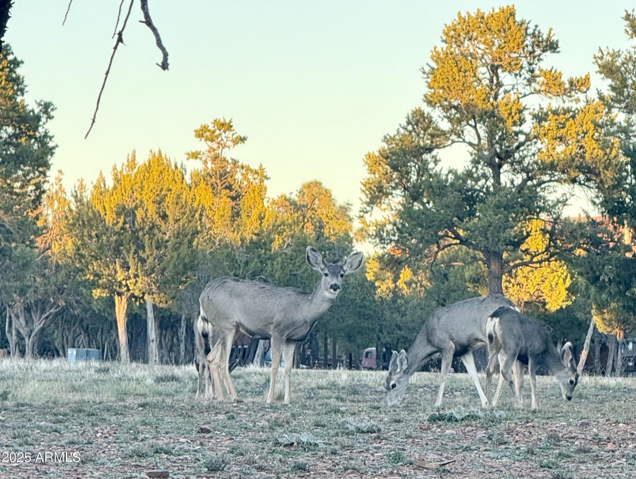 2761 Apollo Circle Overgaard, AZ 85933 - Photo 51 of 52 a view of a backyard with large trees and plants