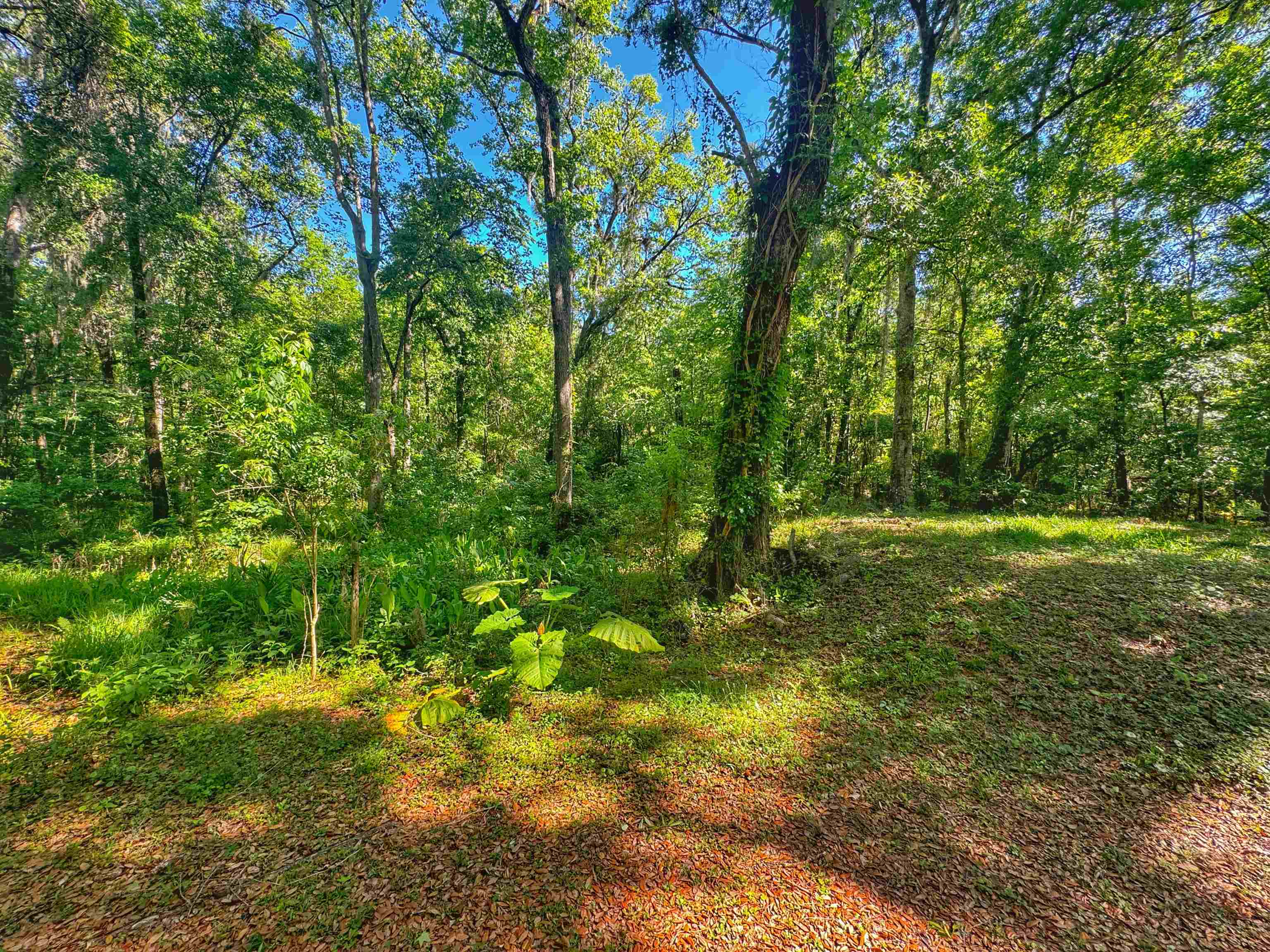 5872 Pine Creek Drive St. Augustine, FL 32092 - Photo 23 of 26 a view of outdoor space with a garden