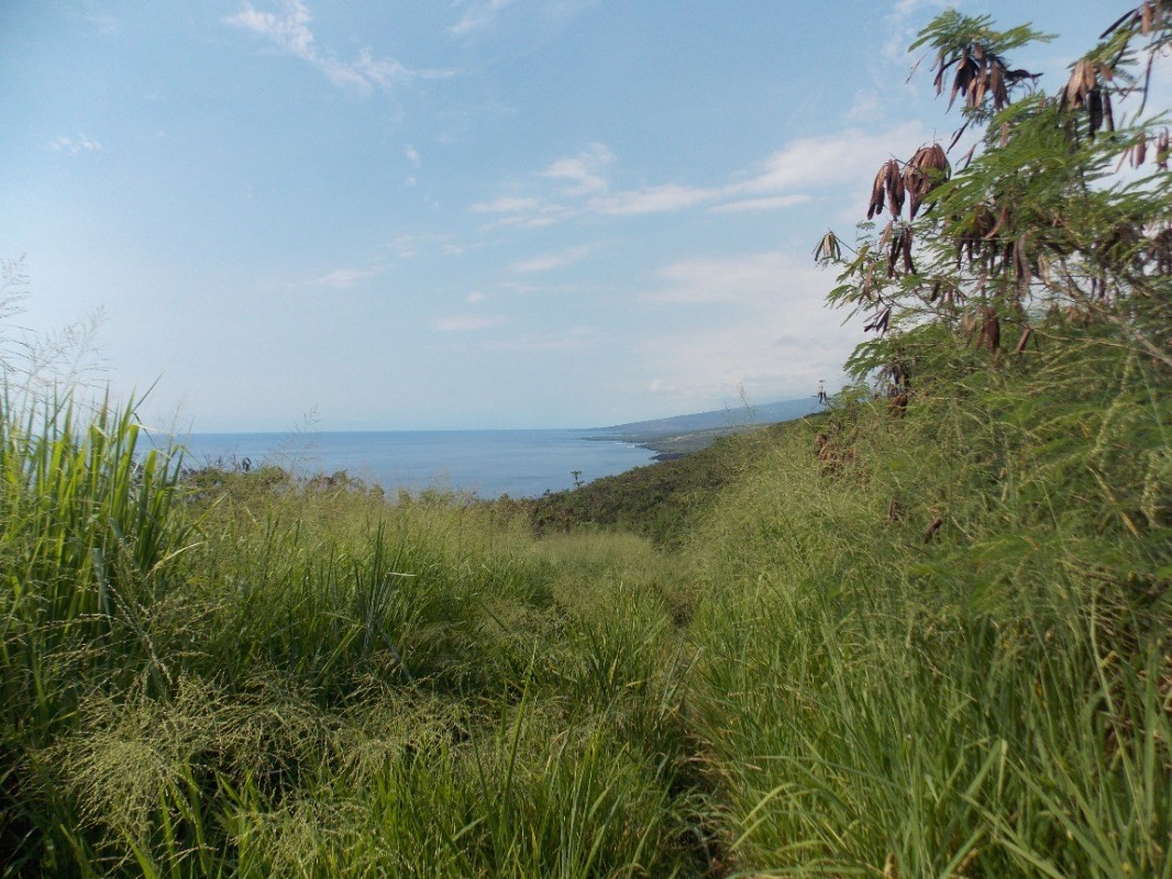 Hawaii Belt Road Captain Cook, HI 96704 - Photo 1 of 9 Gallery Image 1