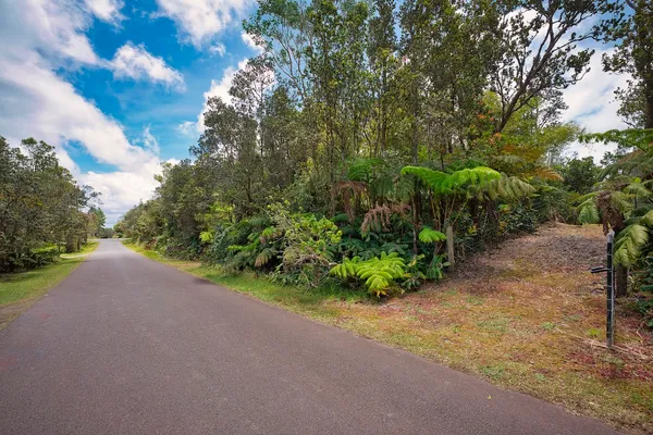 a view of a garden with plants and trees