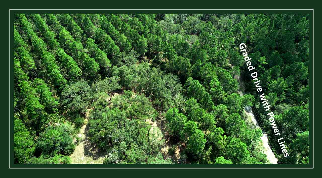 2089 Ma Dixon Road Perry, FL 32348 - Photo 5 of 10 Gallery Image 5
